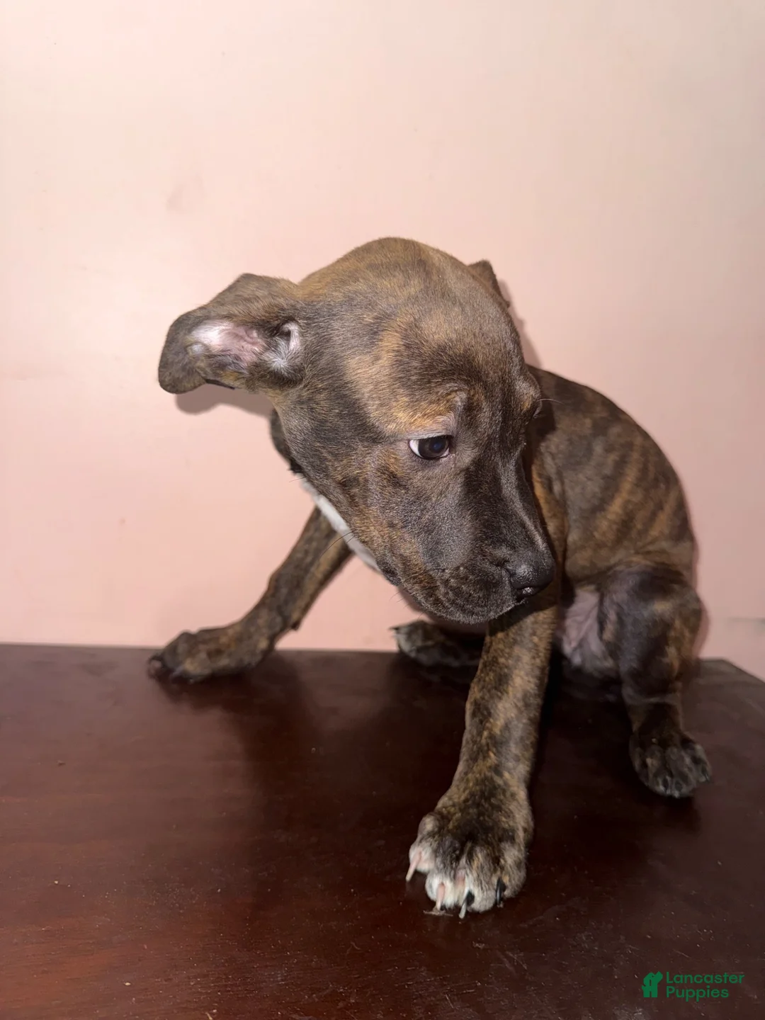 Mixed Breed dogs for sale: Violet - Ad 2