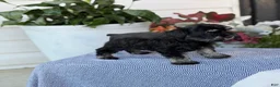 Miniature Schnauzer dogs for sale: Lorri - Ad 12