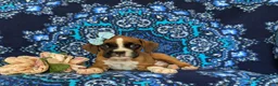 Boxer dogs for sale: Alisha - Ad 5