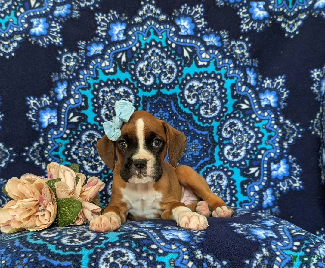 Boxer dogs for sale: Alisha - Ad 5
