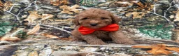 Cavapoo dogs for sale: Archie - Ad 5