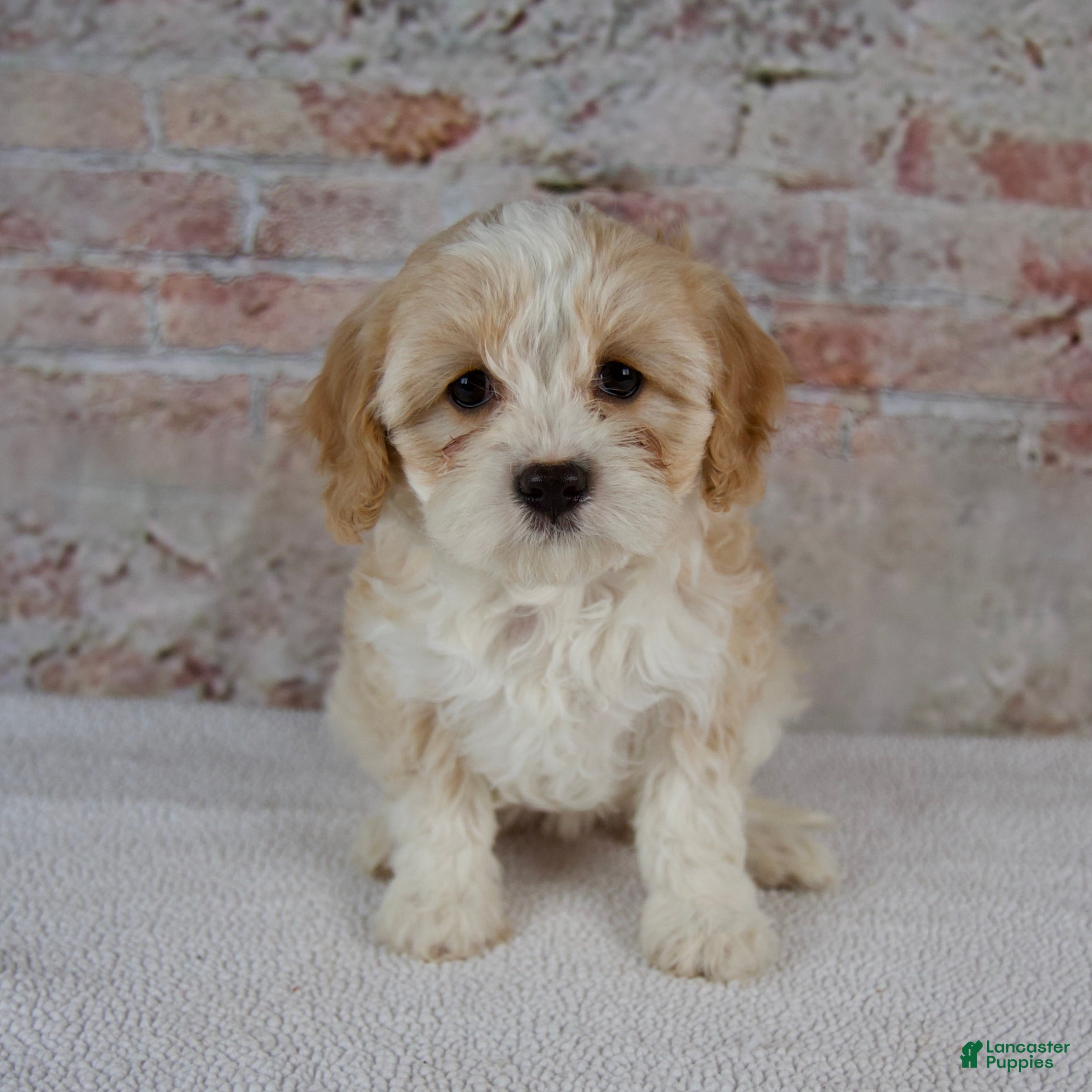 Cavapoo dogs Clover - Ad 1