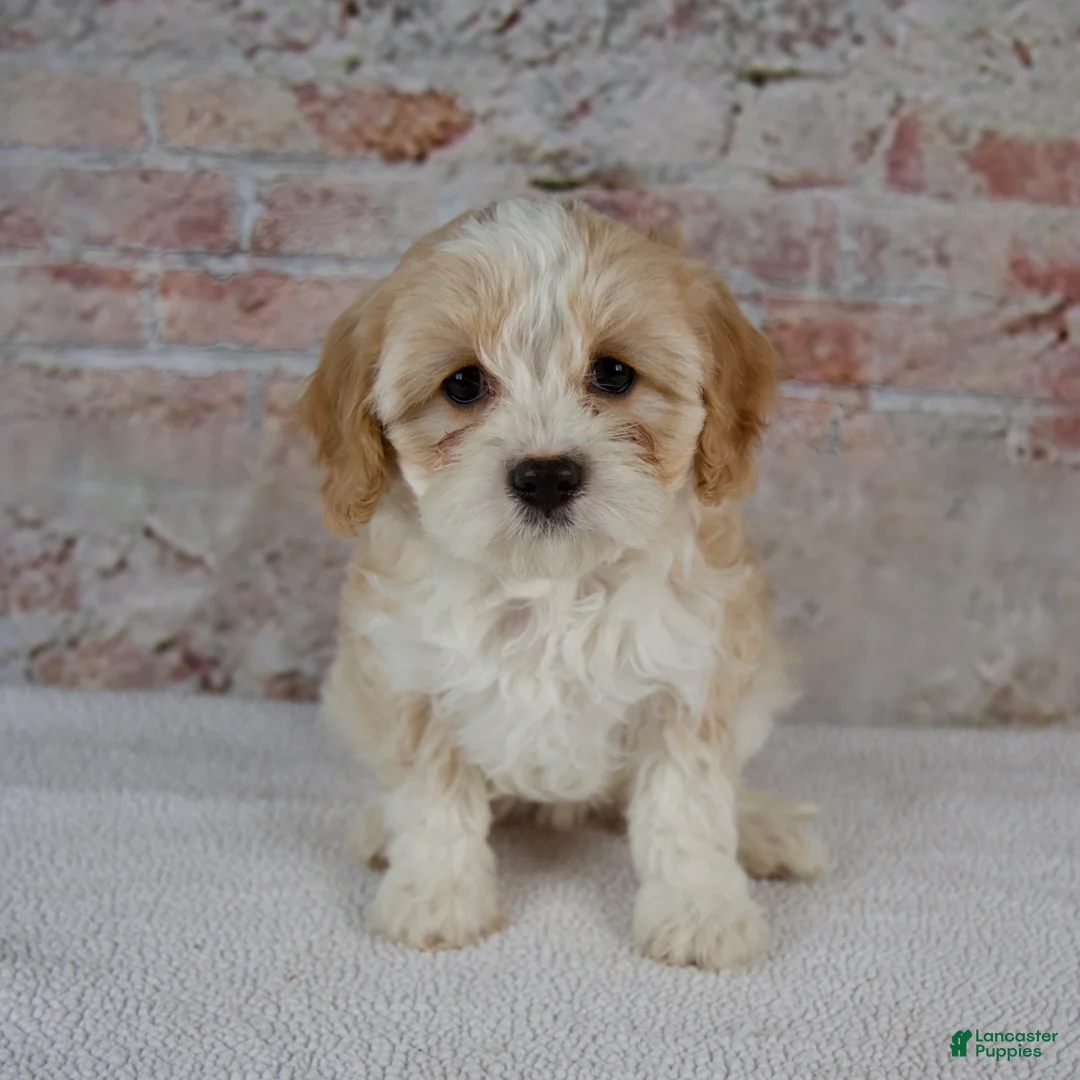 Cavapoo dogs for sale: Clover - Ad 1