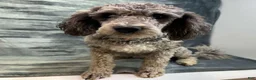 Goldendoodle dogs for sale: Rosé (Girl) - Ad 6
