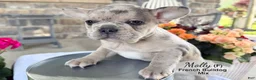 Mixed Breed dogs for sale: Molly - Ad 4
