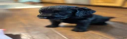 Labradoodle dogs for sale: Knox - Ad 4