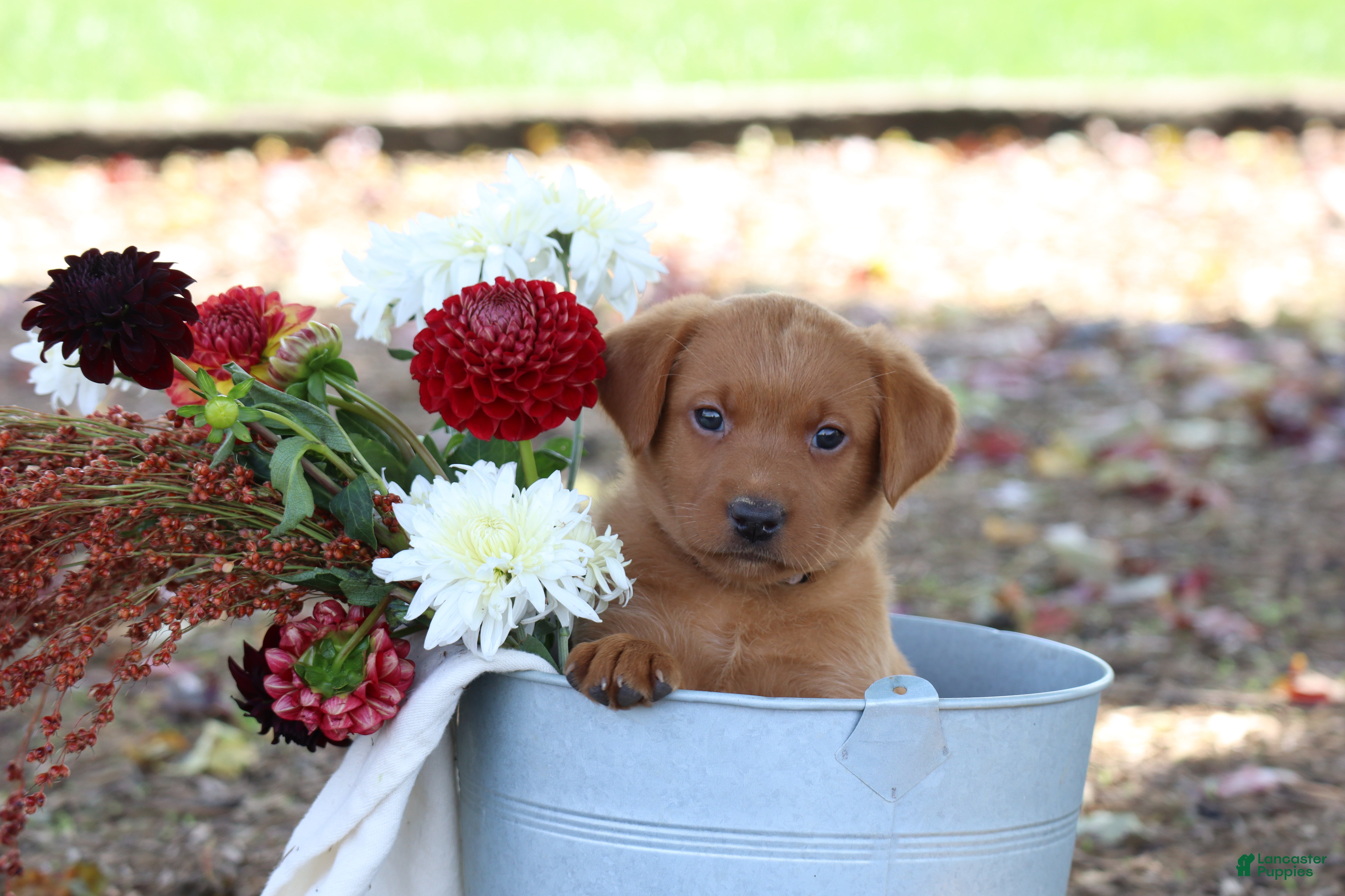 Labrador Retriever dogs Pumpkin - Ad 2