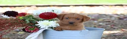 Labrador Retriever dogs for sale: Pumpkin - Ad 2