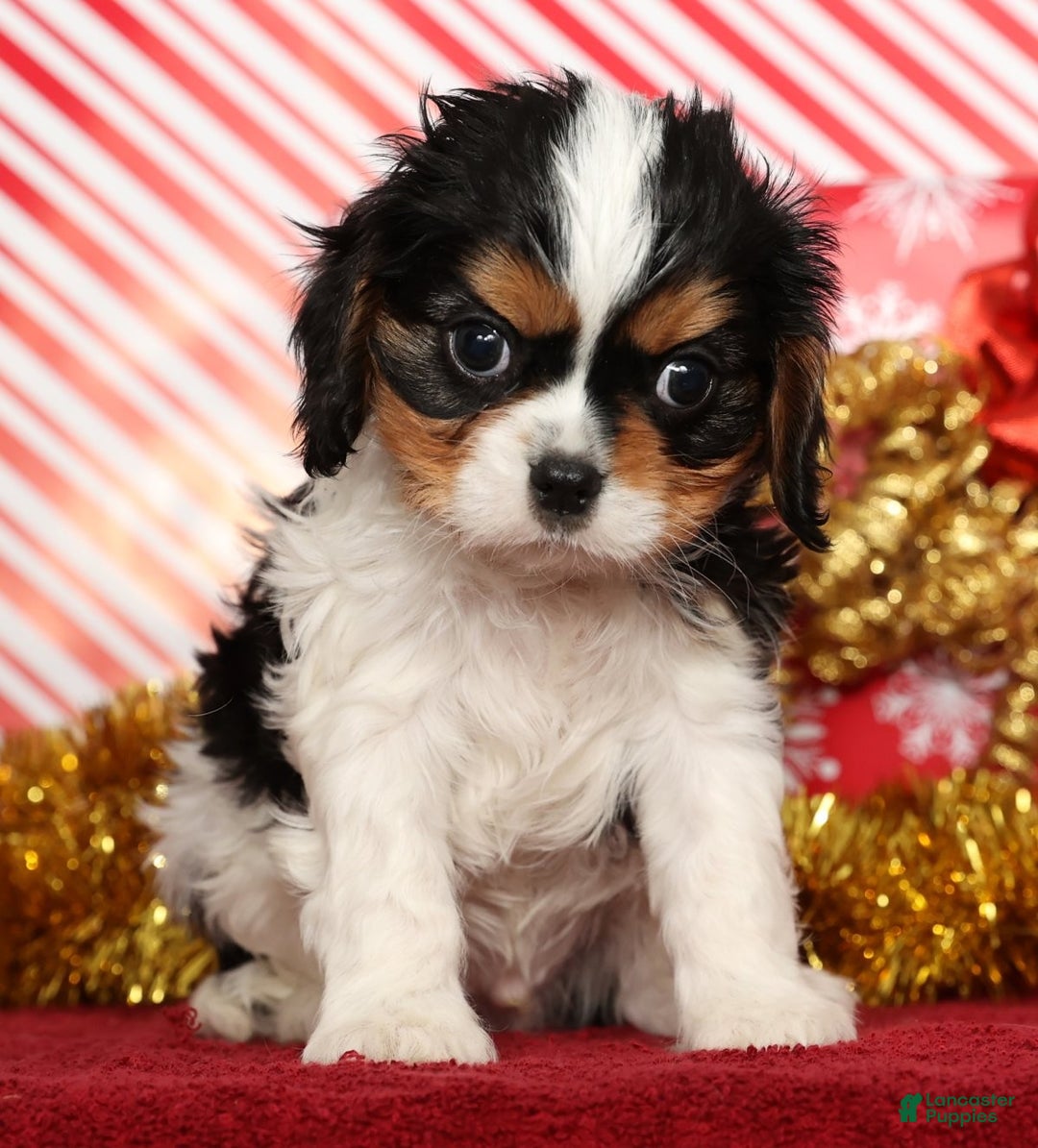 Cavalier King Charles Spaniel dogs for sale: Bobby - Ad 3