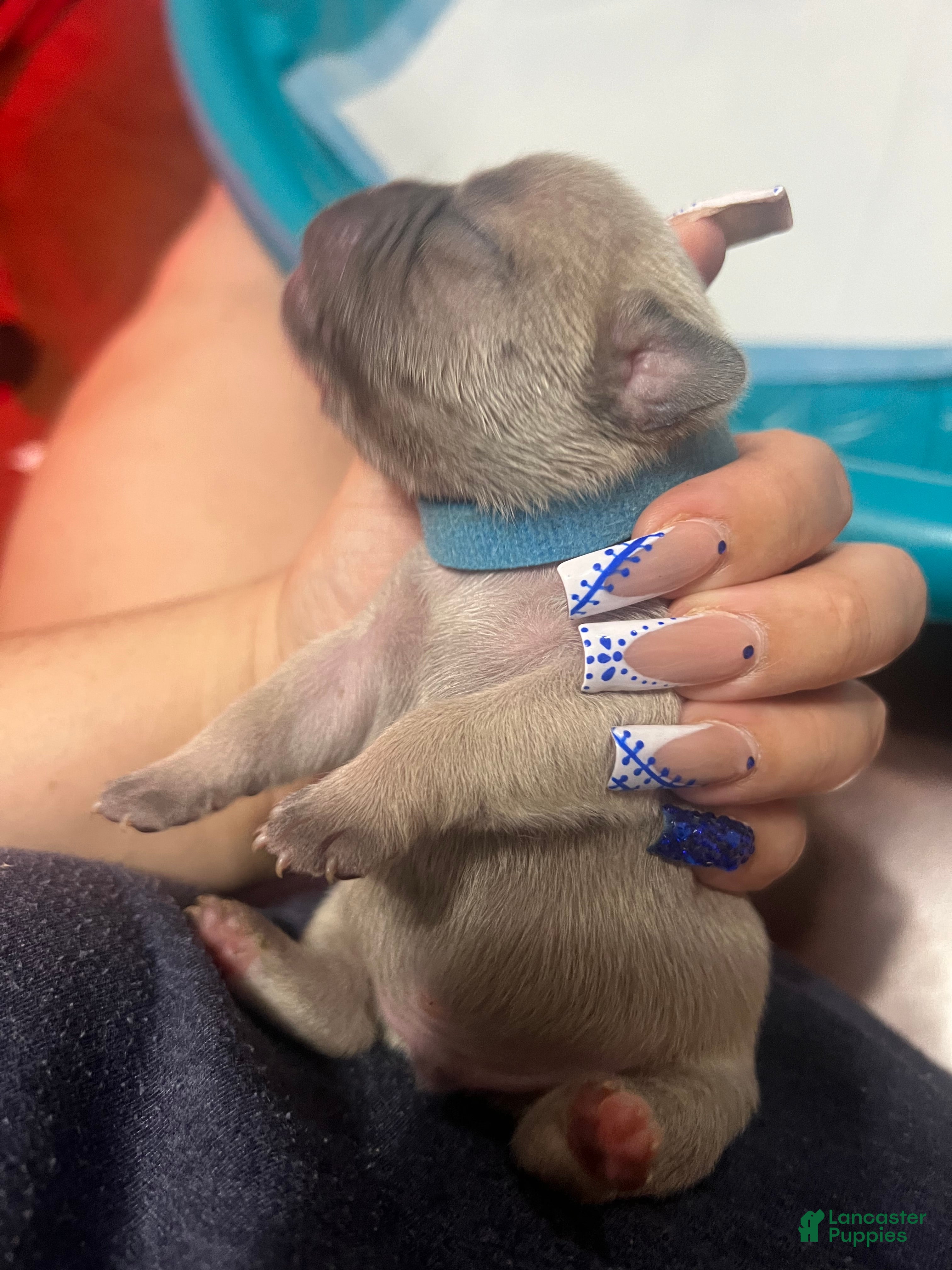 French Bulldog dogs French Bulldog Puppy 5 - Ad 42