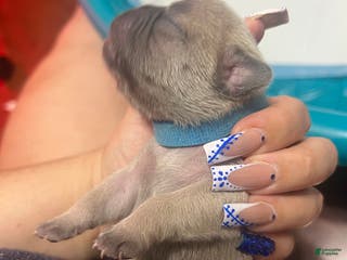 French Bulldog dogs French Bulldog Puppy 5 - Ad 18