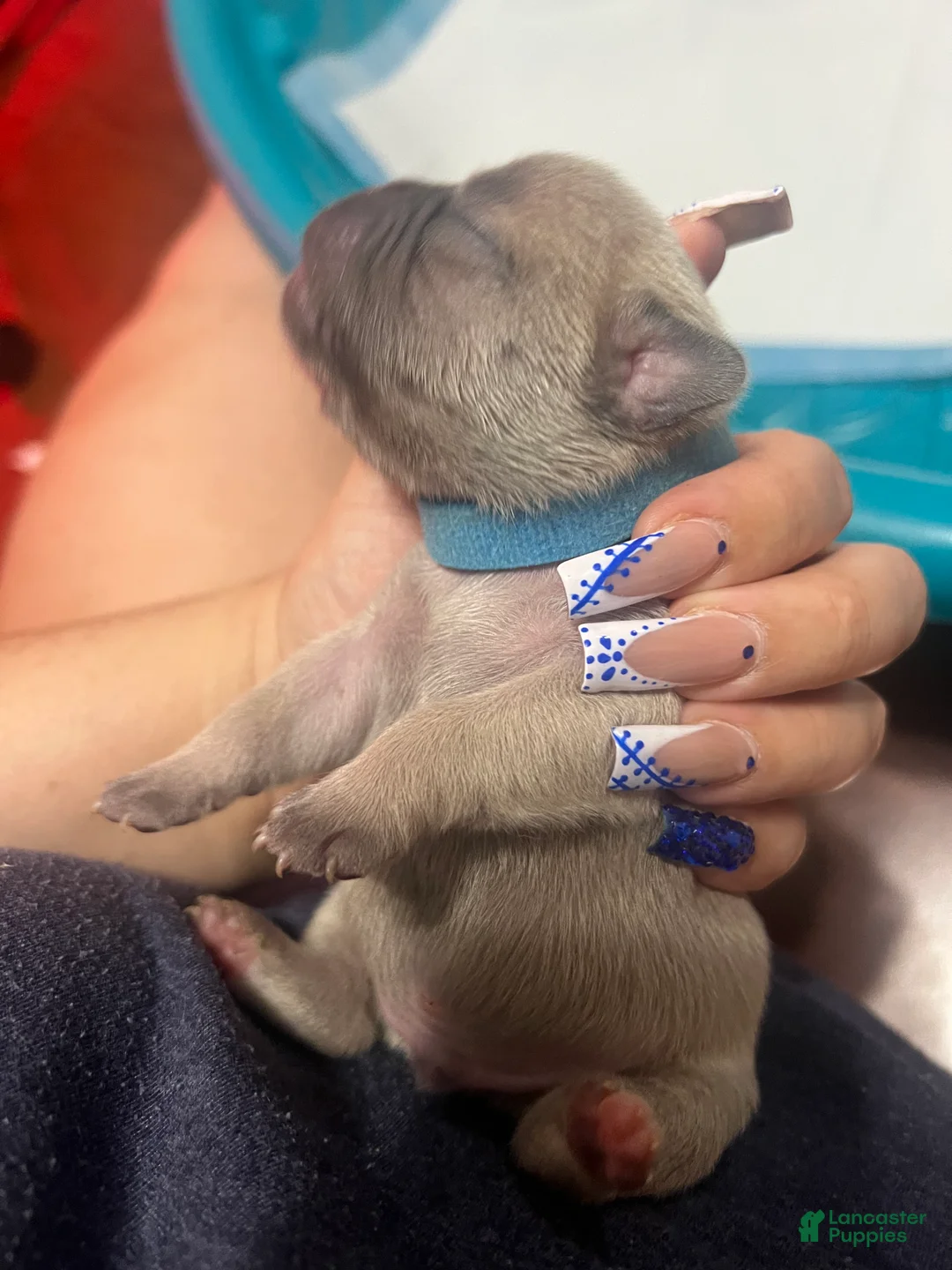 French Bulldog dogs for sale: French Bulldog Puppy 5 - Ad 1