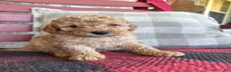 Mixed Breed dogs for sale: Tucker - Ad 5