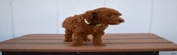 Miniature Poodle dogs for sale: Denver  💕🐶 - Ad 10