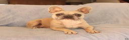 French Bulldog dogs for sale: Amy - Ad 6