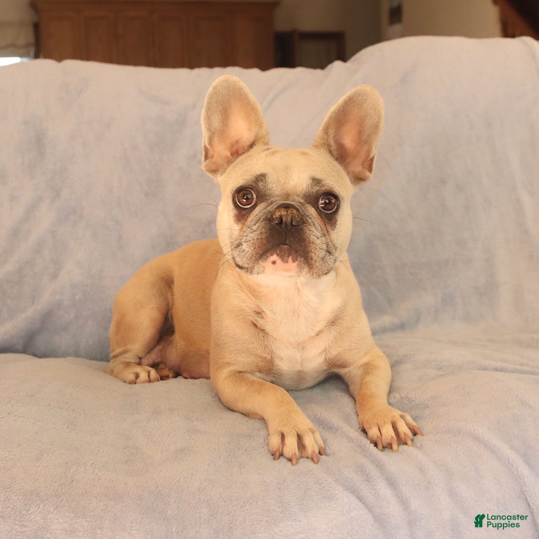 French Bulldog dogs for sale: Amy - Ad 6