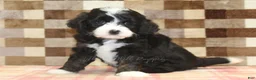 Mini Bernedoodle dogs for sale: Cupcake - Ad 4