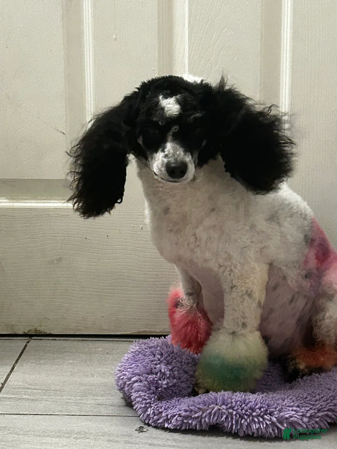 Miniature Poodle dogs for sale: Miniature Poodle Puppy 5 - Ad 2