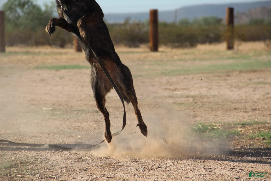 Dutch Shepherd dogs for sale: Dutch black brindle F - Ad 6