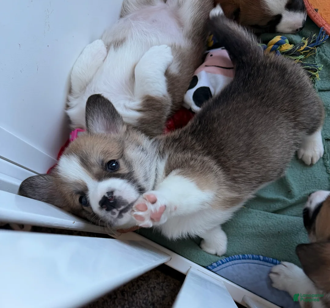 Welsh Corgi Pembroke dogs for sale: Corgi, blue - Ad 1