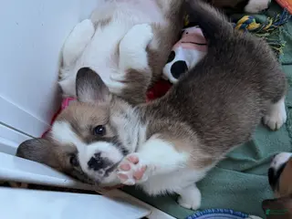 Welsh Corgi Pembroke dogs Corgi, blue - Ad 6