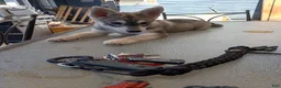 Siberian Husky dogs for sale: Paw paw - Ad 19