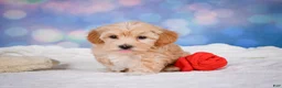 Maltipoo dogs for sale: callie - Ad 2