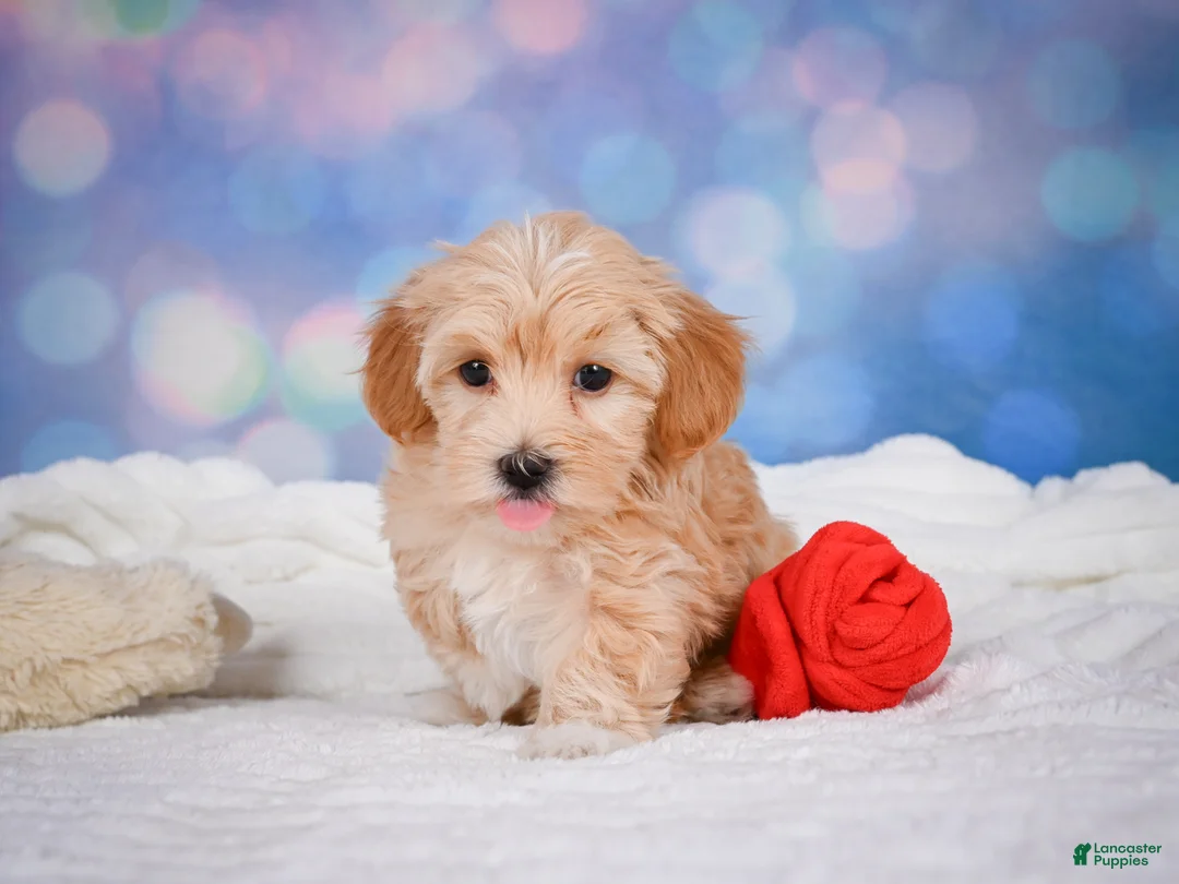 Maltipoo dogs for sale: callie - Ad 2
