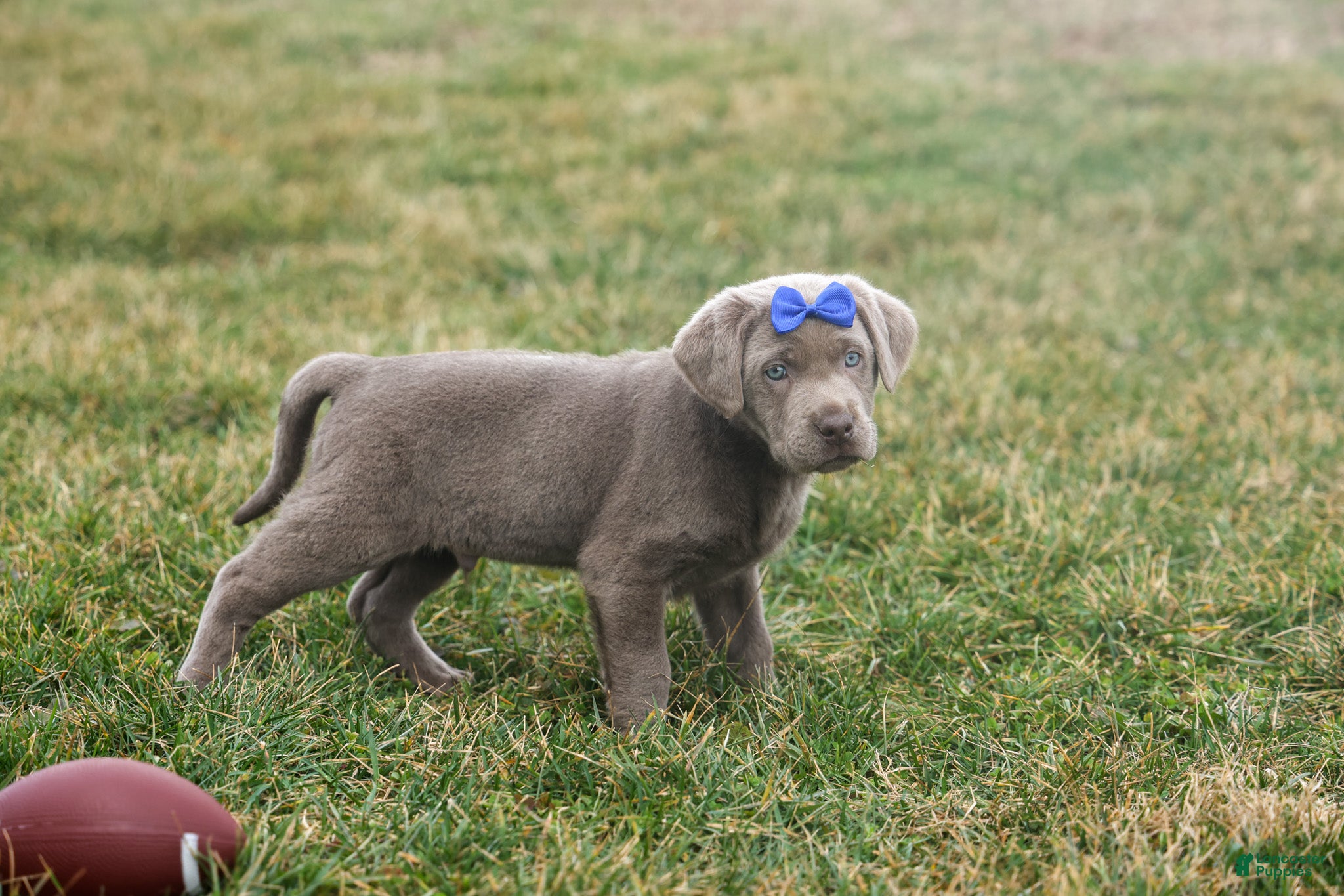 Labrador Retriever dogs KEVIN - Ad 2