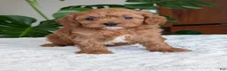 Cavapoo dogs for sale: Kylie - Ad 10