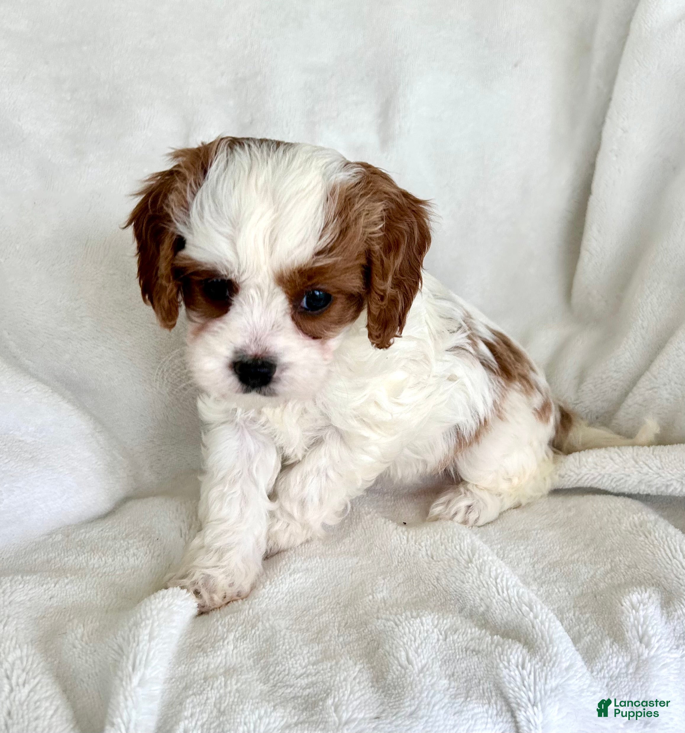 Cavapoo dogs for sale: Phoebe 💗  - Ad 2