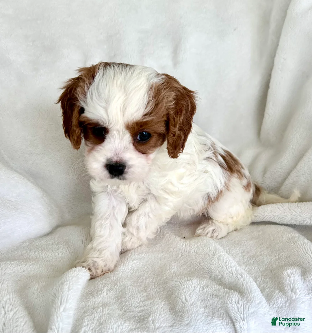 Cavapoo dogs for sale: Phoebe 💗  - Ad 1