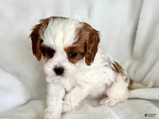 Cavapoo dogs for sale: Phoebe 💗 - Ad 2