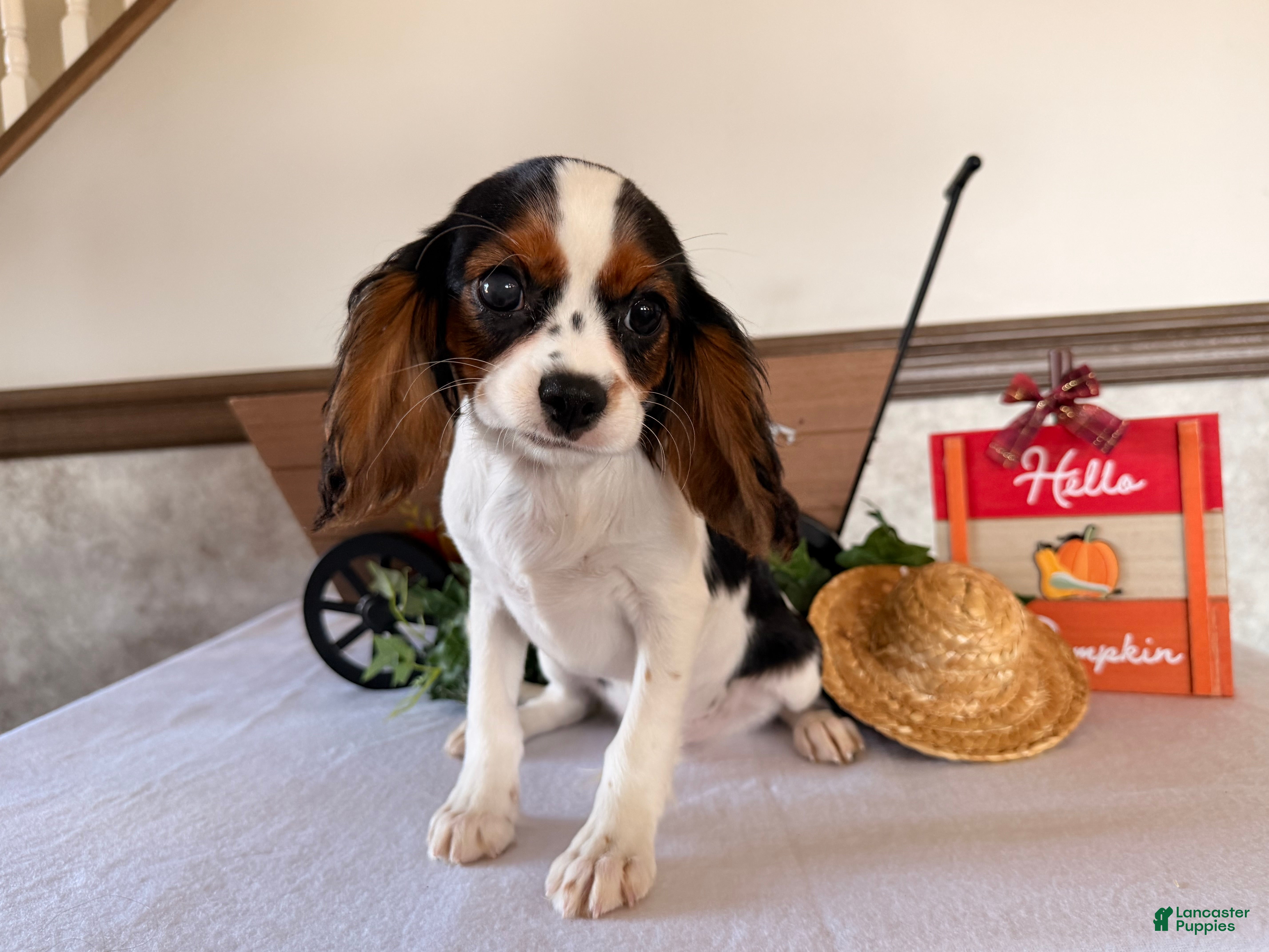 Cavalier King Charles Spaniel dogs Skyler - Ad 2