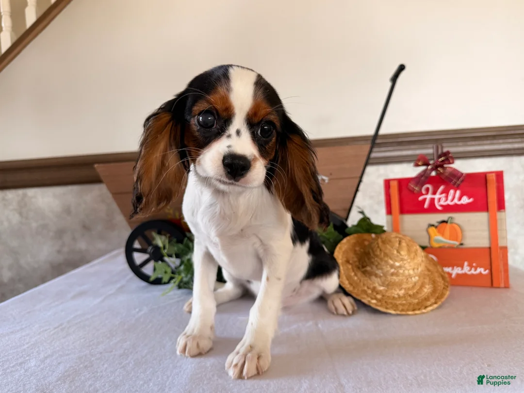 Cavalier King Charles Spaniel dogs for sale: Skyler - Ad 2