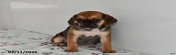 Puggle dogs for sale: Cassie   - Ad 3