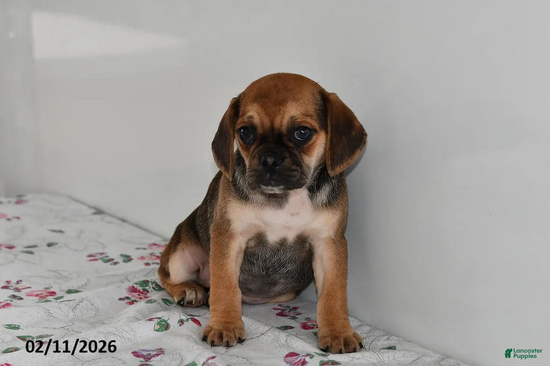 Puggle dogs for sale: Cassie   - Ad 3