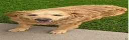 Goberian dogs for sale: Axel - Ad 1