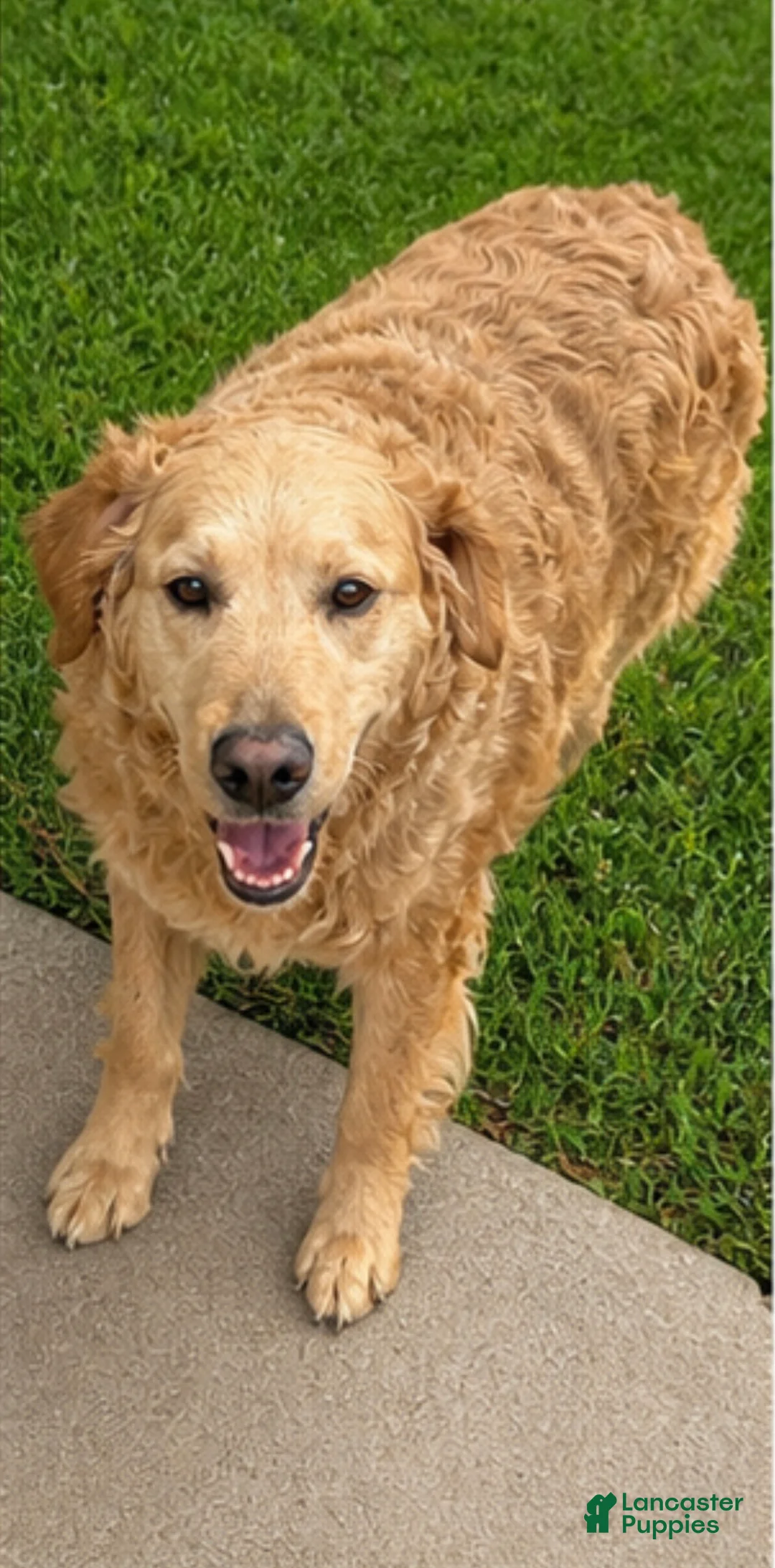 Goberian dogs for sale: Axel - Ad 1