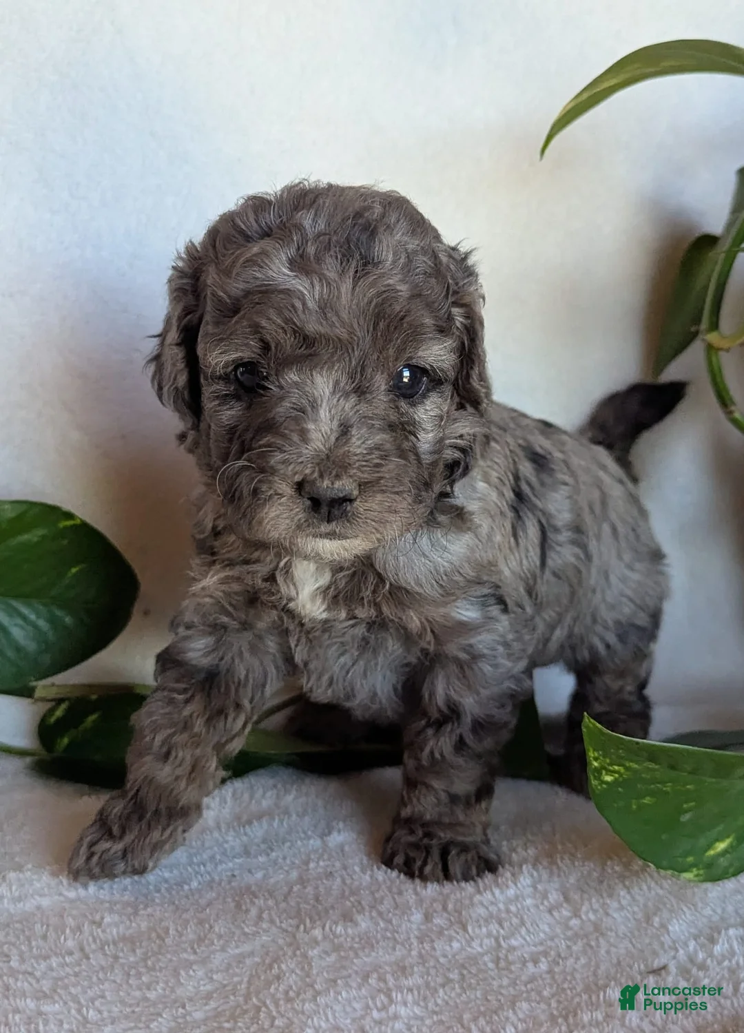 Cockapoo dogs for sale: Dolly F1B - Ad 2