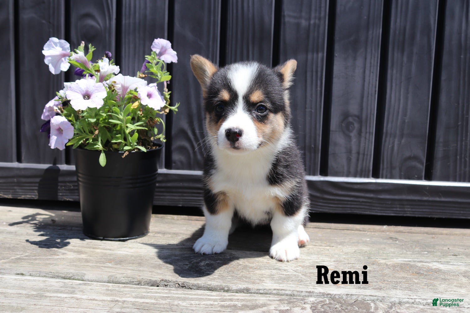 Welsh Corgi Pembroke dogs Remi - Ad 2
