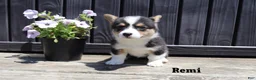 Welsh Corgi Pembroke dogs for sale: Remi - Ad 2
