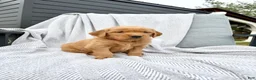 Golden Retriever dogs for sale: Kodiak (red collar) - Ad 5