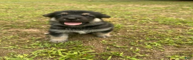 Gerberian Shepsky 6