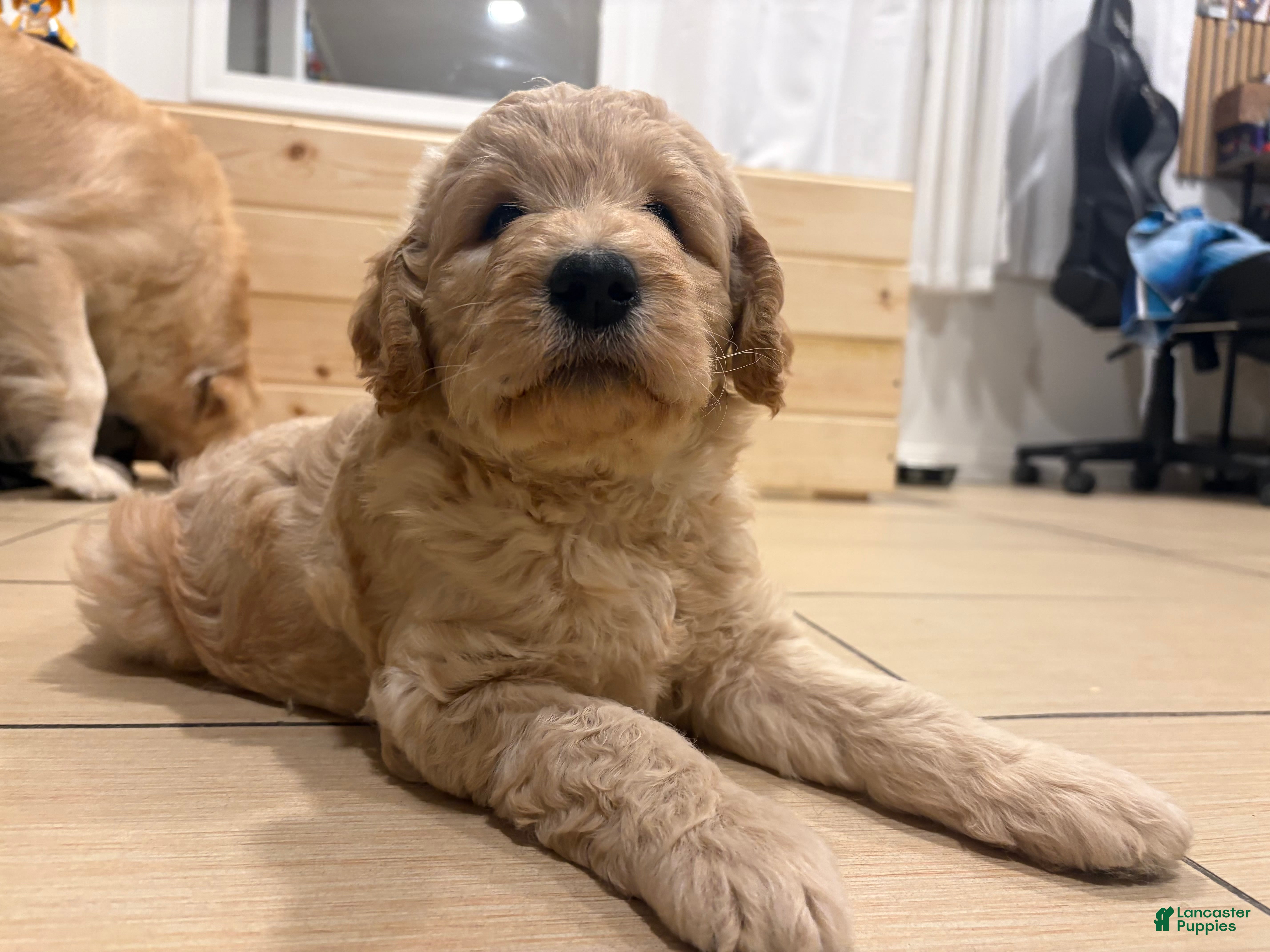 Goldendoodle dogs Goldendoodle Puppy 1 - Ad 3