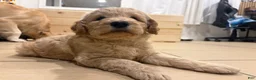 Goldendoodle dogs for sale: Goldendoodle Puppy 1 - Ad 1