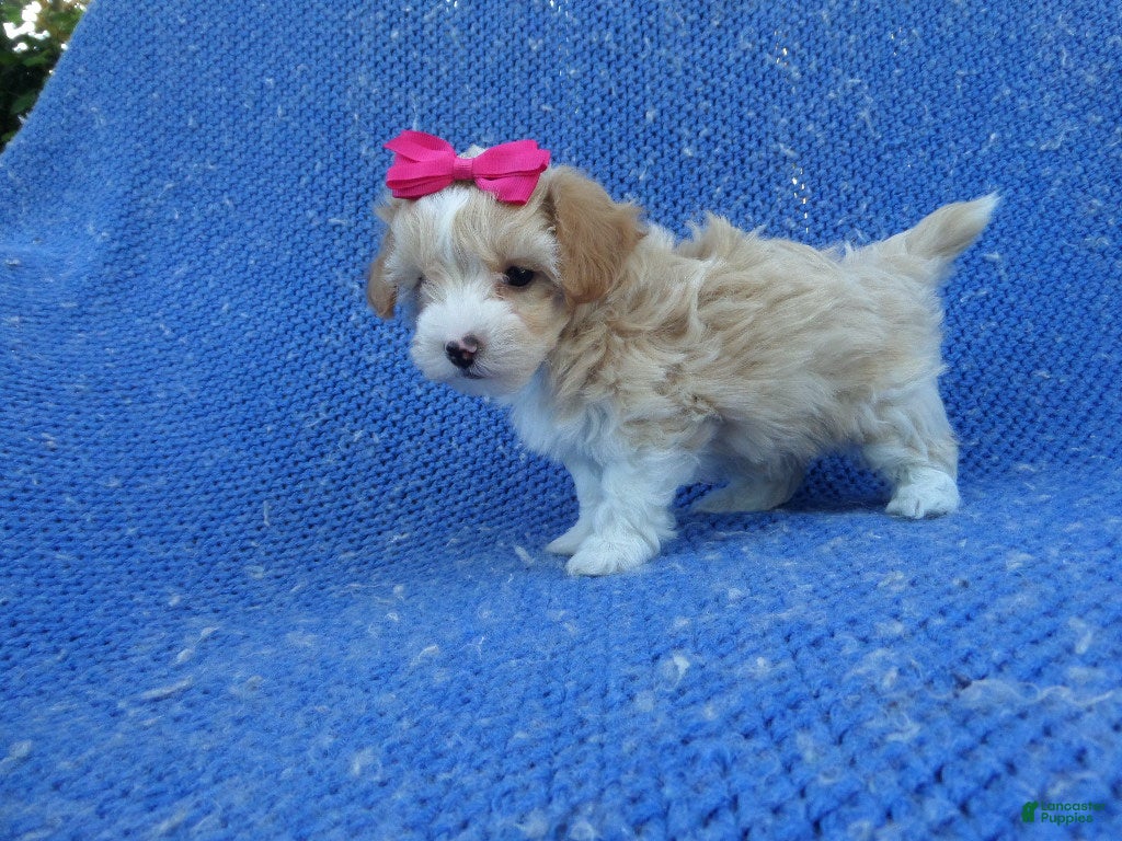 Shihpoo dogs Winnie - Ad 16