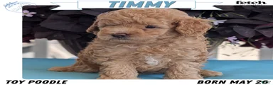 Timmy