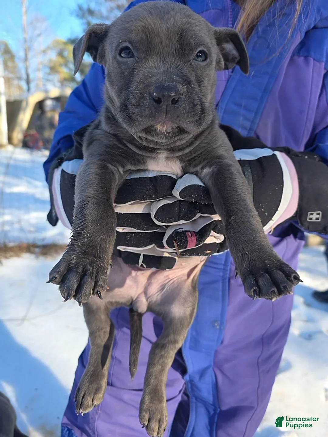 American Staffordshire Terrier dogs for sale: American Staffordshire Terrier Puppy 5 - Ad 3