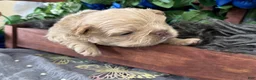 French Bulldog dogs for sale: Mr. Waffles  - Ad 4